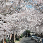 New Haven’s Cherry Blossom Festival in Historic Wooster Square