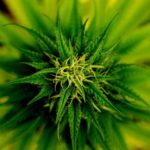 Marijuana is the most commonly used illicit drug